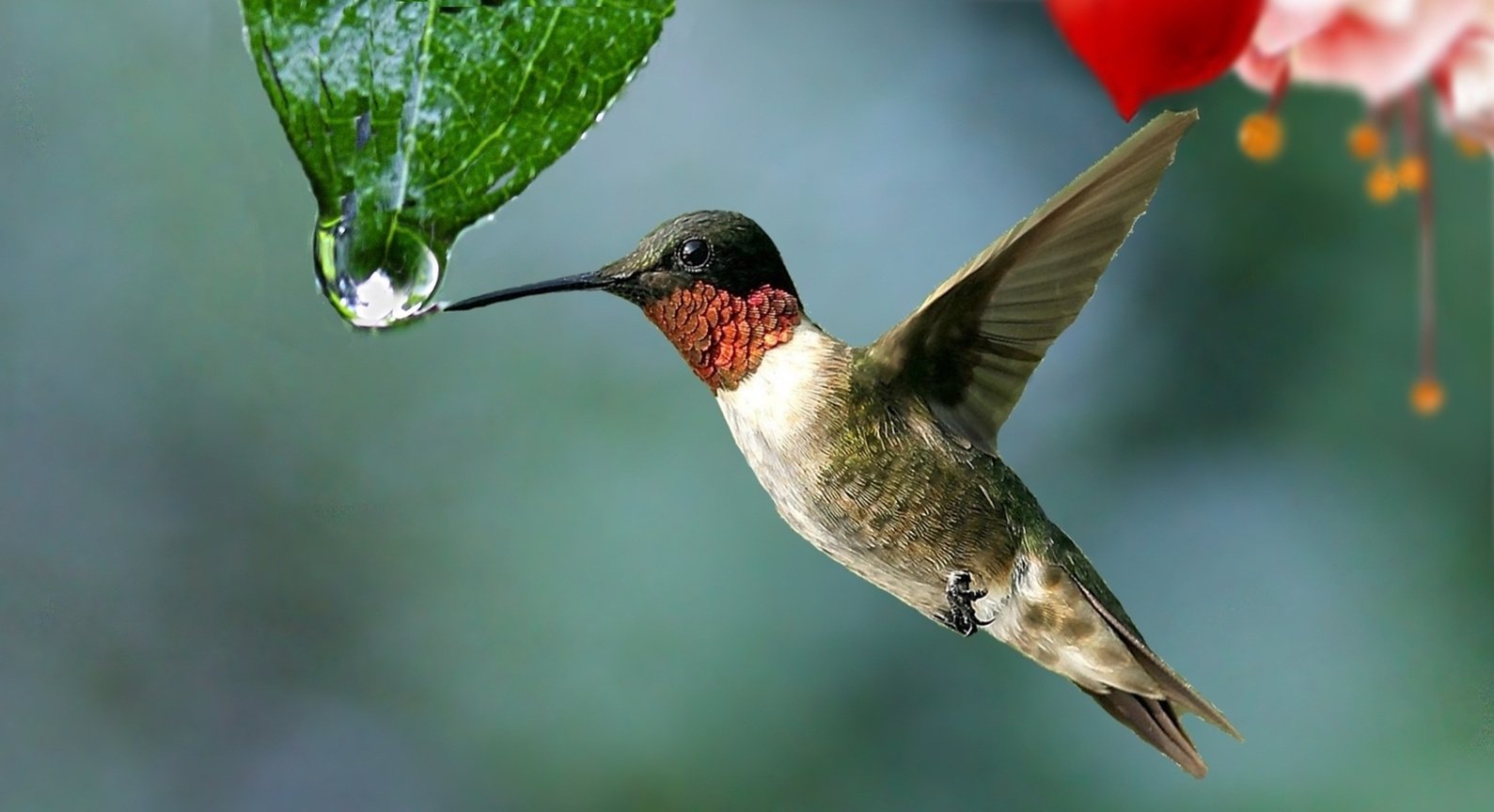 Bird Drinking Water